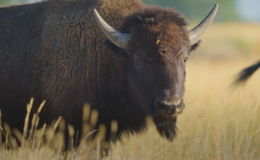 Bison