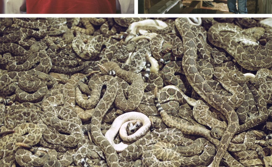 Left: The Jaycees is a nonprofit that runs the roundup. Right: Snakes are killed with a machete and skinned and gutted in front of the crowd and meat is then deep-fried. Bottom: Western diamondback rattlesnakes in one of the holding pits at the roundup.