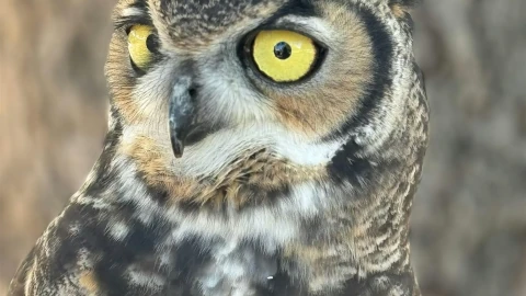 Great Horned Owl
