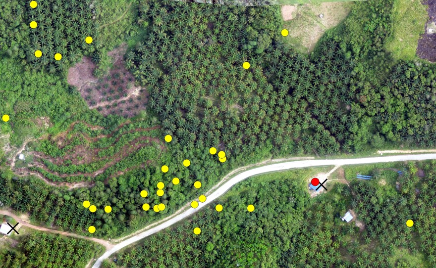 The map above combines drone images with yellow dots that track the movement of macaques as determined by a GPS collar. The red dot indicates a human case of malaria, which can spread from macaques via mosquitoes.