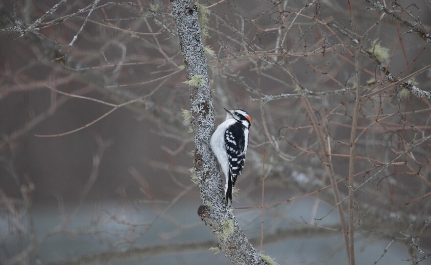 Downy woodpecker on tree in winter. Brooklin, Maine.