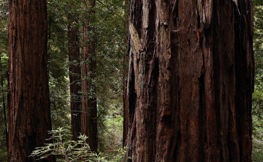 Coastal Redwood Trees