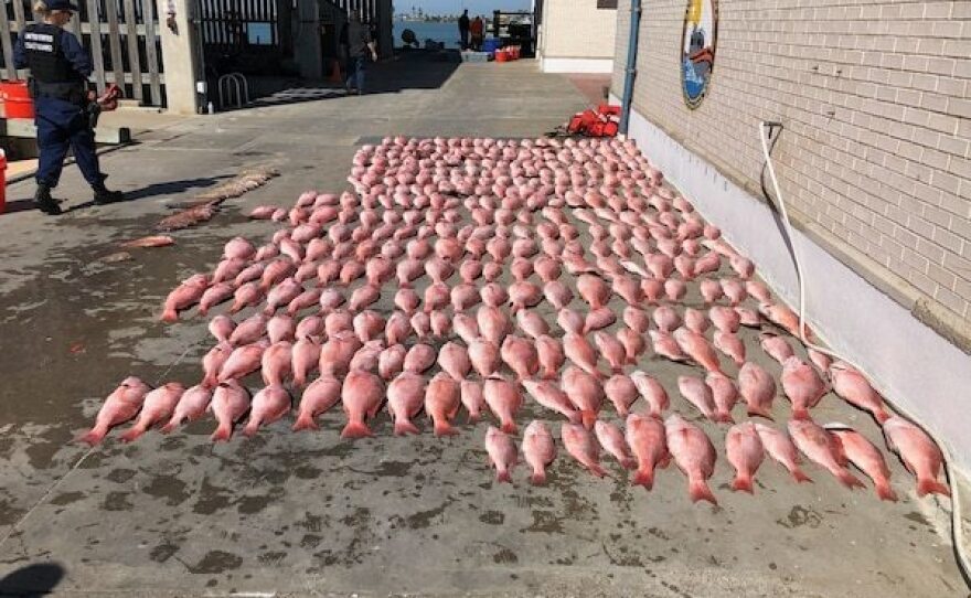U.S. Coast Guard pursuit teams captured 37 tons of marine life from illegal Mexican <em>lanchas</em> last year. Here is a haul of red snapper.