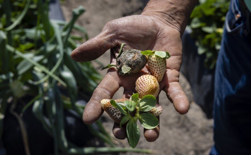 Fidel Sanchez, owner of Sanchez Farm, holds damaged pneberries at a Sanchez Farm field in Plant City, Florida, U.S., February 28, 2024.