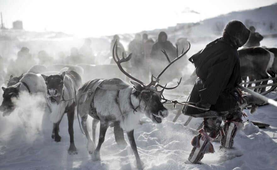 Nenet men hold a reindeer race.