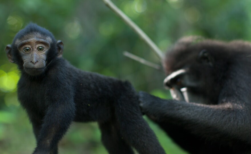 Juvenile crested black macaque being groomed.
