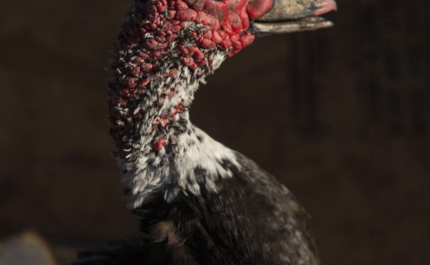 Eagle, a Muscovy duck known for red bumpy skin, suffered burns.
