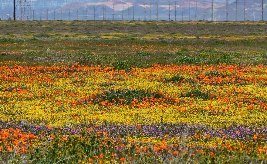 Wildflowers blooming near the Antelope Valley California Poppy Reserve on Thursday.