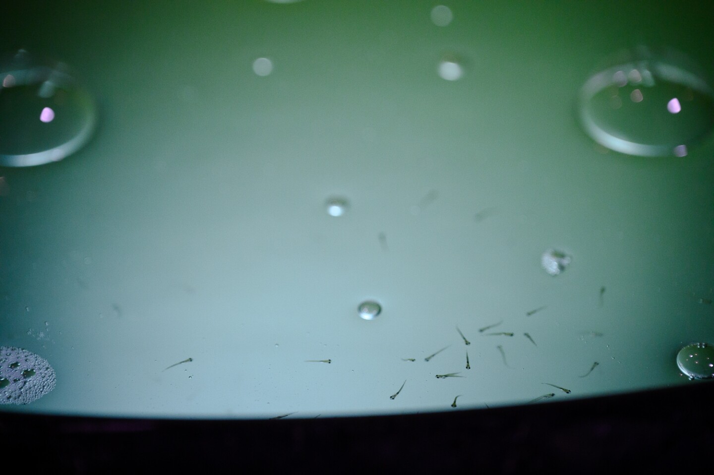Paper clip-sized grass carp fry swim in a tank at the Imperial Irrigation District’s grass carp hatchery in El Centro in Imperial County on May 7, 2024.