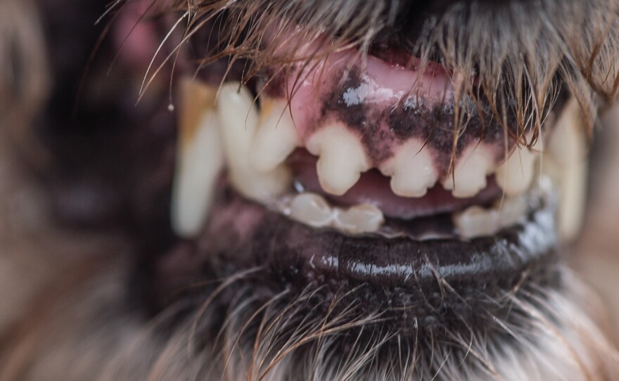 Blanck Mass: <em>World Eater</em>