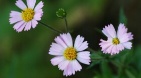 An undated photo of a sabazia purpusii plant, one of the 50 "lost" species found by San Diego Natural History Museum botany curator Jon Rebman.
