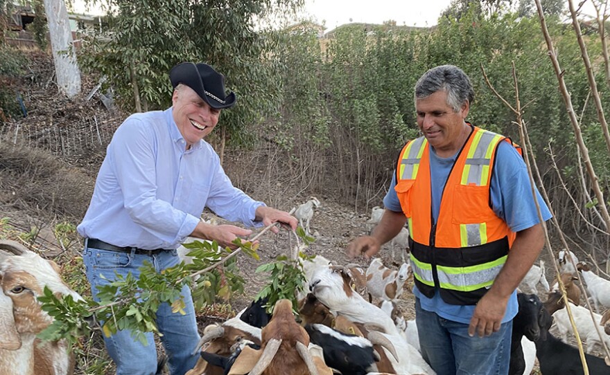 Goat Herder Johnny Gonzales (right) joins host Ken Kramer (left) with a few hundred goats on an urban hillside in San Diego, Calif.