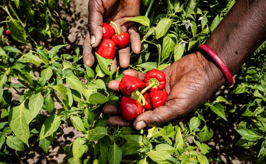 Rasakumari, 60, holds a handful of newly picked peppers.