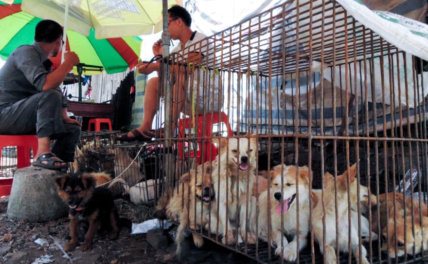 Dogs are sold at a market a day before the annual dog meat festival on June 21, 2015 in Yulin, China.
