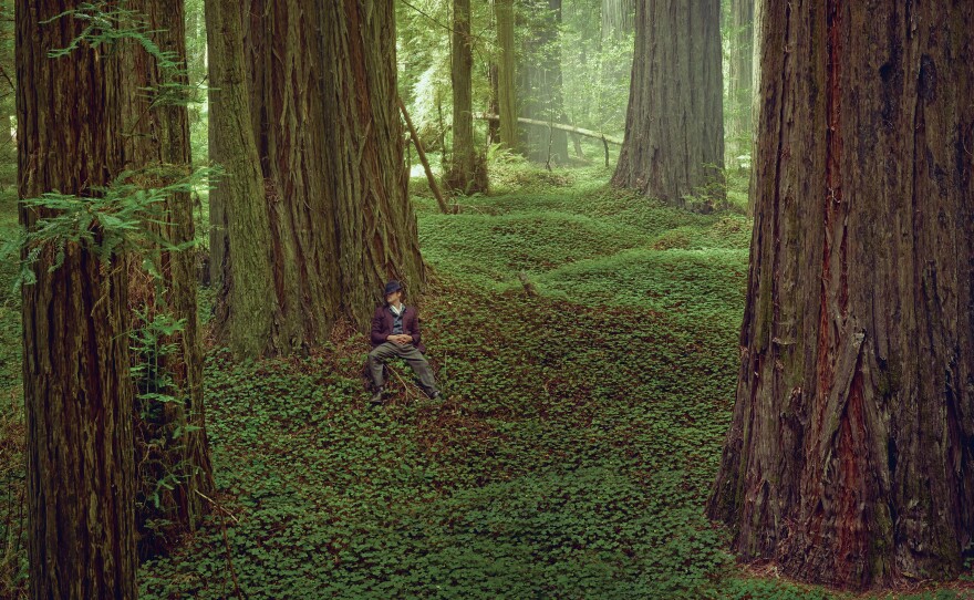 Look closely — that's Brad Pitt photographed among the redwood trees.