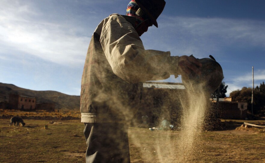 A man cleans quinoa grain in Pacoma, Bolivia. Quinoa's rising popularity in the U.S. has been a boon to some farmers in the semiarid highlands of Bolivia, but there are fears that the rising demand is pushing up prices for the grain, making it unaffordable for many Bolivians.