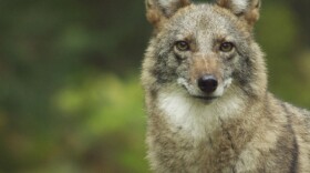 Coywolf, a new hybrid species that is a mixture of western coyote and eastern wolf. 