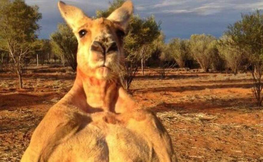 Roger the kangaroo gained fame for his muscular build. He died at 12 years old.