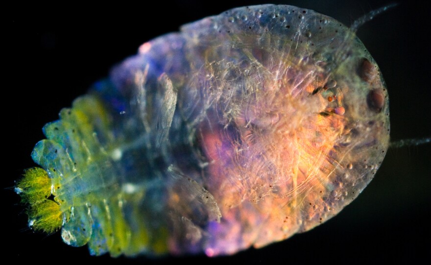 This male Sapphirina copepod, collected in the Mediterranean Sea, reflects and diffracts light through tiny plates situated in the epidermal cells covering its surface.