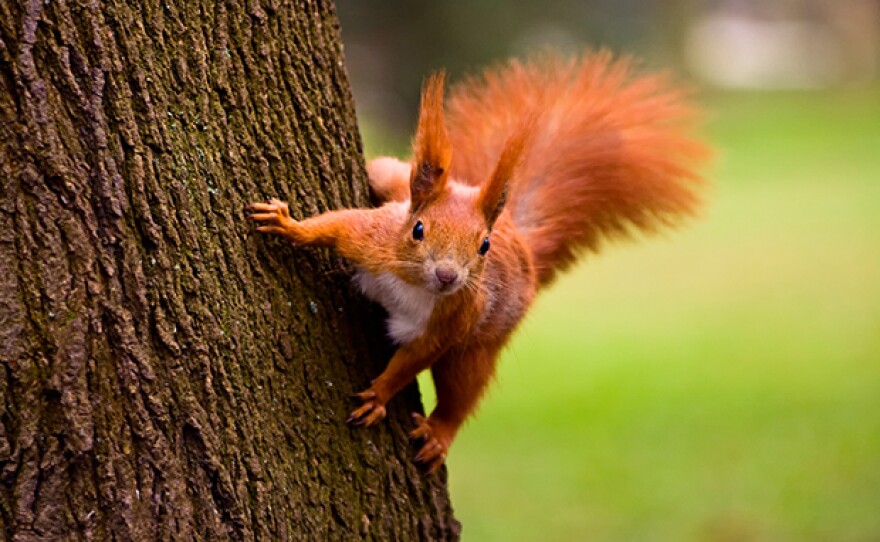 A flexible ankle joint allows squirrels to run headfirst down trees.