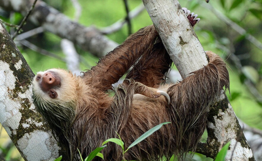 IN HER NATURE: How This Dog Is Saving Sloths | KPBS Public Media