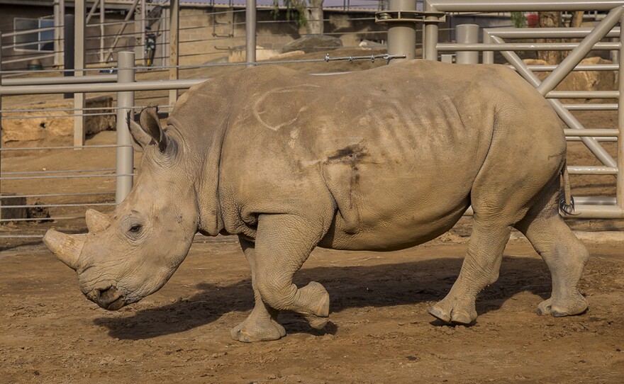 Wallis, a southern white rhino at the San Diego Zoo Safari Park, appears in this undated photo.