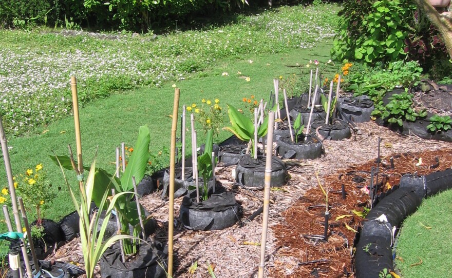 This year, Hermine Ricketts' front-yard garden was filled with plants and fruits — but no vegetables. She's suing to change that.