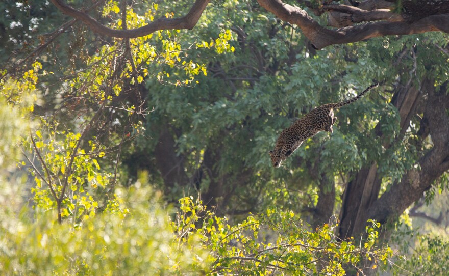 Leopard mum Lediba takes a risk and free falls from a tree onto her prey.