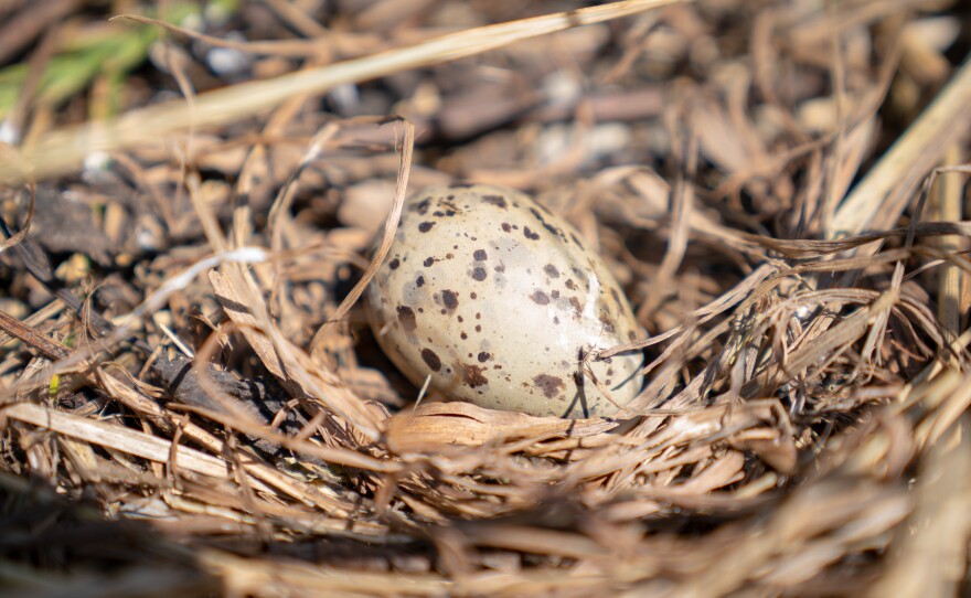 A camouflaged puffin egg in a nest.