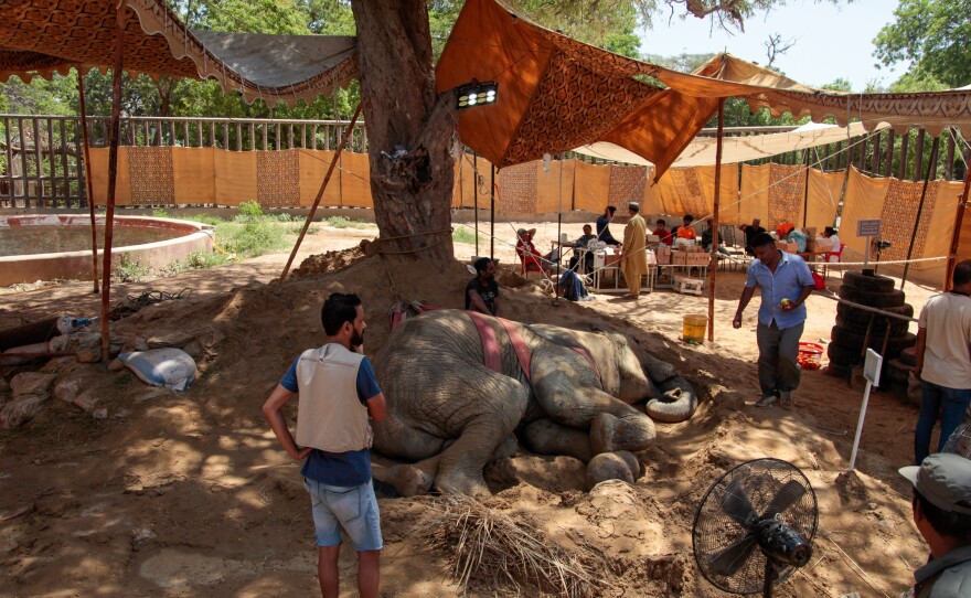 Noor Jehan the elephant is only 17. A mysterious accident left her dragging herself about on her two front legs until animal rights activists raised the alarm on social media.