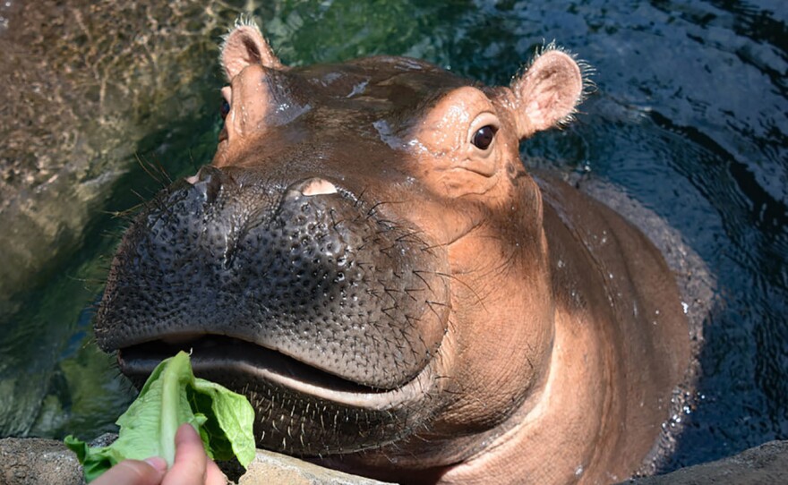 Fiona is a 3-year-old, 1,300-pound hippo, and she's a growing girl. Her keeper, Jenna Wingate, is grateful to be able to work during the coronavirus crisis: "It feels good to be needed," she says.