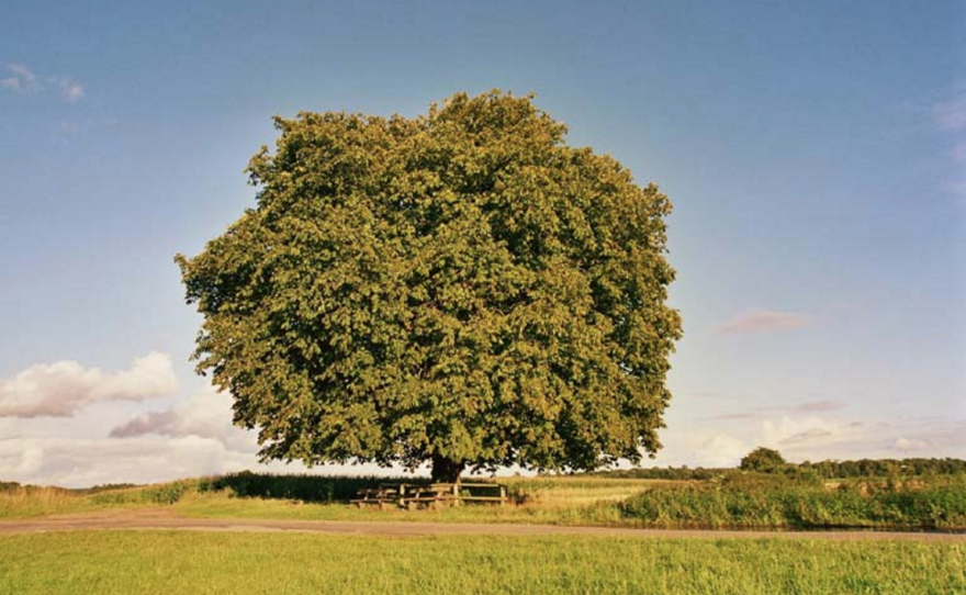 The nearly 200-year-old chestnut tree in Dusseldorf, Germany, which had its own mailbox and got thousands of letters.