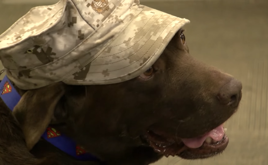 Bubba, a chocolate Lab, visits the Wounded Warriors battalion at Camp Pendleton.