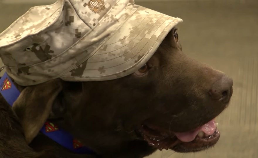 Bubba, a chocolate Lab, visits the Wounded Warriors battalion at Camp Pendleton. 