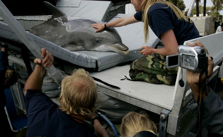 A trainer calms a U.S. Navy dolphin before it is transported to a boat prior to a training exercise at Naval Base Point Loma in 2007 in San Diego, Calif. The Navy's Marine Mammal Program was declassified in the 1990s.