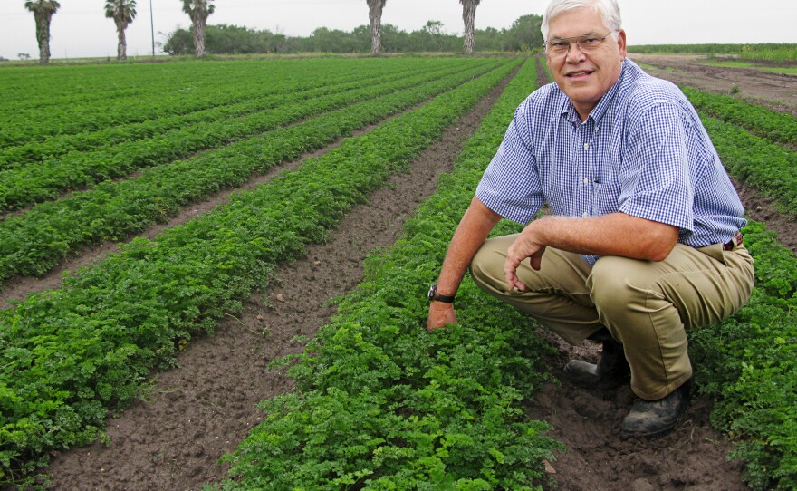 Frank Schuster, squatting in a parsley field, is a lifelong grower in the Rio Grande Valley and owns Val Verde Vegetable Co.