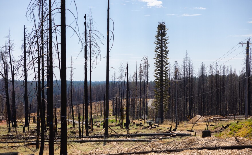 A cell phone tower disguised as a tree is the only green tree near the center of Grizzly Flats, Calif., Thursday, August 4, 2022.