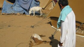 Relief organizations estimate that 45 percent of the roughly 9,000 people at the Mazrak camp in northwestern Yemen brought livestock with them — mostly goats, sheep, cattle and donkeys. But the sudden change from the cooler mountain climate to the harsh temperatures at Mazrak is taking its toll; one relief group estimates mortality for the animals at about 15 percent. This photo shows a dead baby goat next to a tent housing displaced people.
