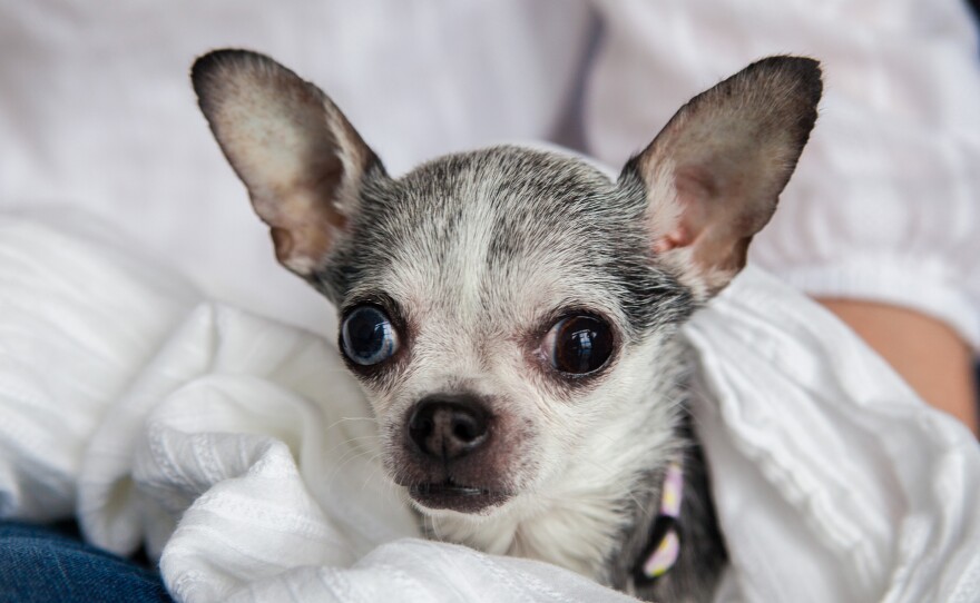 Birdie the dog sits on her owner Sheryl Bauerschmidt's lap.