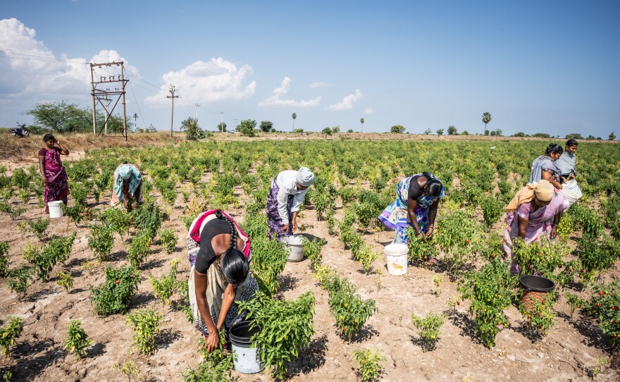 Members of Thendral Magalir Kullu, a self-help group for women chile farmers, pluck peppers on the fields of Mattiyarenthal village. Some chile farmers own land; others are hired hands who help out during harvest season for a daily wage.