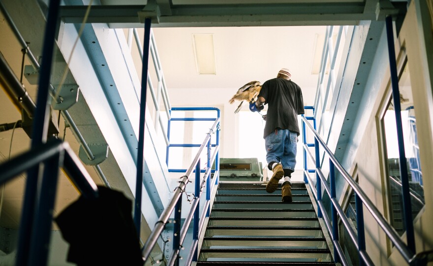 Rodney Stotts carries Sky, a rehabilitated hawk, up the stairs at the Matthew Henson Center.