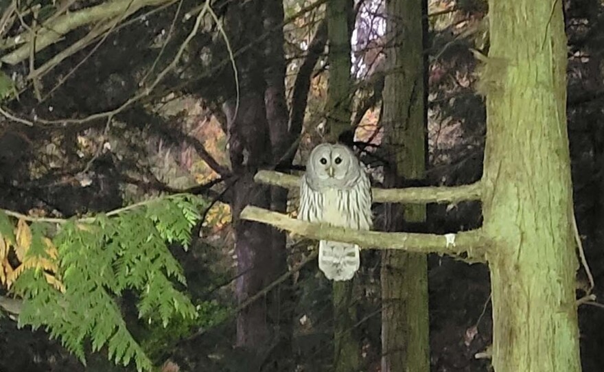 This barred owl attacked Kirsten Mathisen twice. "I don't want the owl to be put down or something. It's very beautiful," she says. Biologist Jonathan C. Slaght says owl-human confrontations are more common now because of the shrinking availability of dense forests that allow the owls to be more secluded.