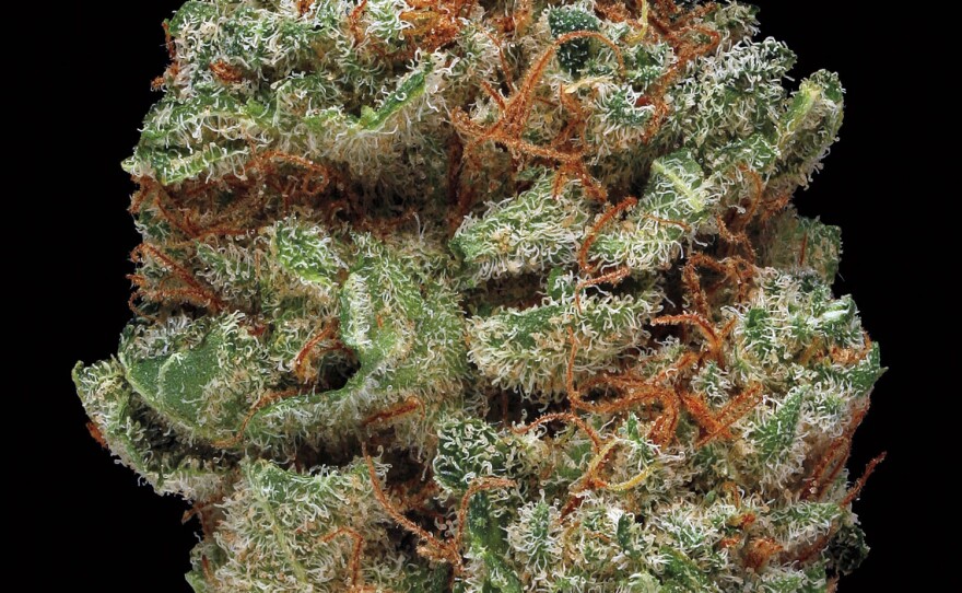 Blue Kush. Smell/Taste: floral, berry, spicy. Common effects: body buzz, relaxed, alert. Top medicinal uses: pain and muscle tension.