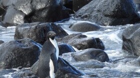 The adventurous Adélie penguin is seen on the coast of Banks Peninsula in New Zealand on Friday after travelling from its natural habitat in Antarctica.