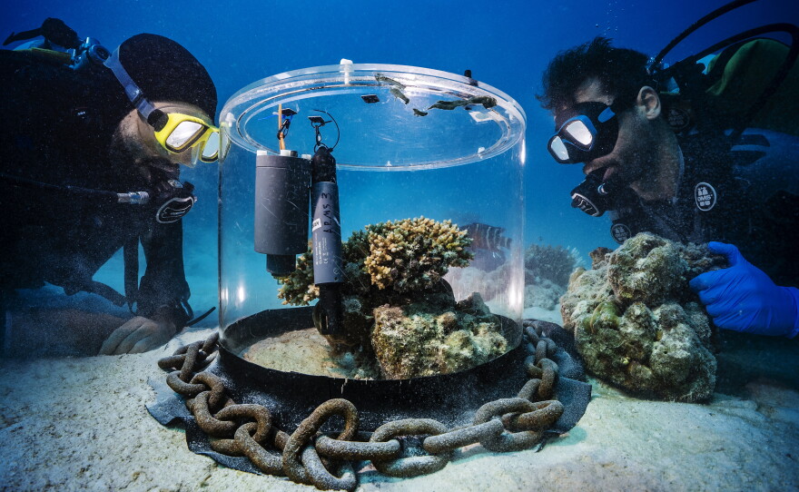 Researchers study coral in the Red sea off the coast of Saudia Arabia.