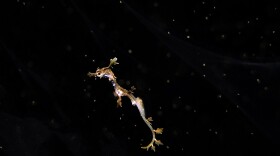 One of two new baby Weedy Seadragon that were born at Birch Aquarium in San Diego is pictured in this undated photo. 