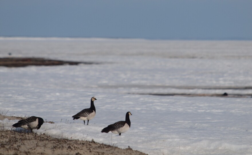 Barnacle geese have sped up their migration to their breeding grounds because of warming Arctic temperatures.
