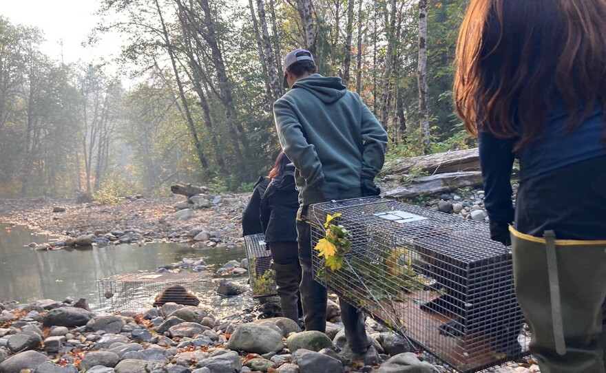 A beaver about to be released in Northern Calif.