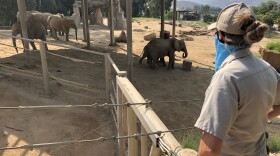 Senior keeper Mindy Albright watches the herd of African Elephants living at the San Diego Zoo Safari Park on Aug. 28, 2020.