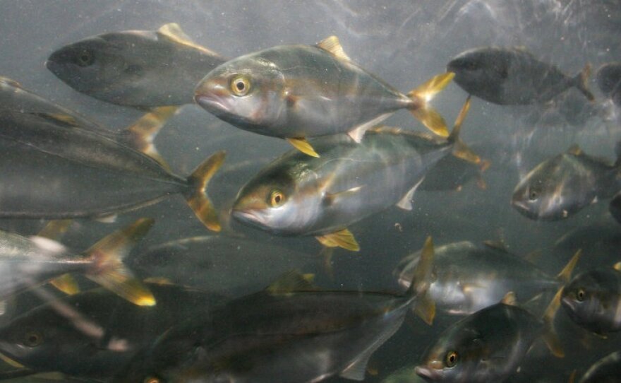 A school of yellowtail swim in this undated photo.